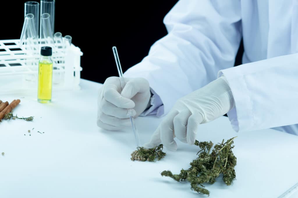 Cannabis e Saúde Humana